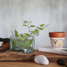 Molten Glass Bowl on Wood – Large