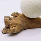 DriftGlow Driftwood Lamp – Cotton Luna Ivory Shade