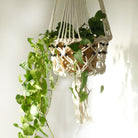 Macramé Plant Holder – Large | Single Beaded